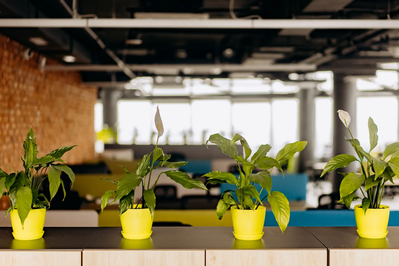 Workplace Wellness